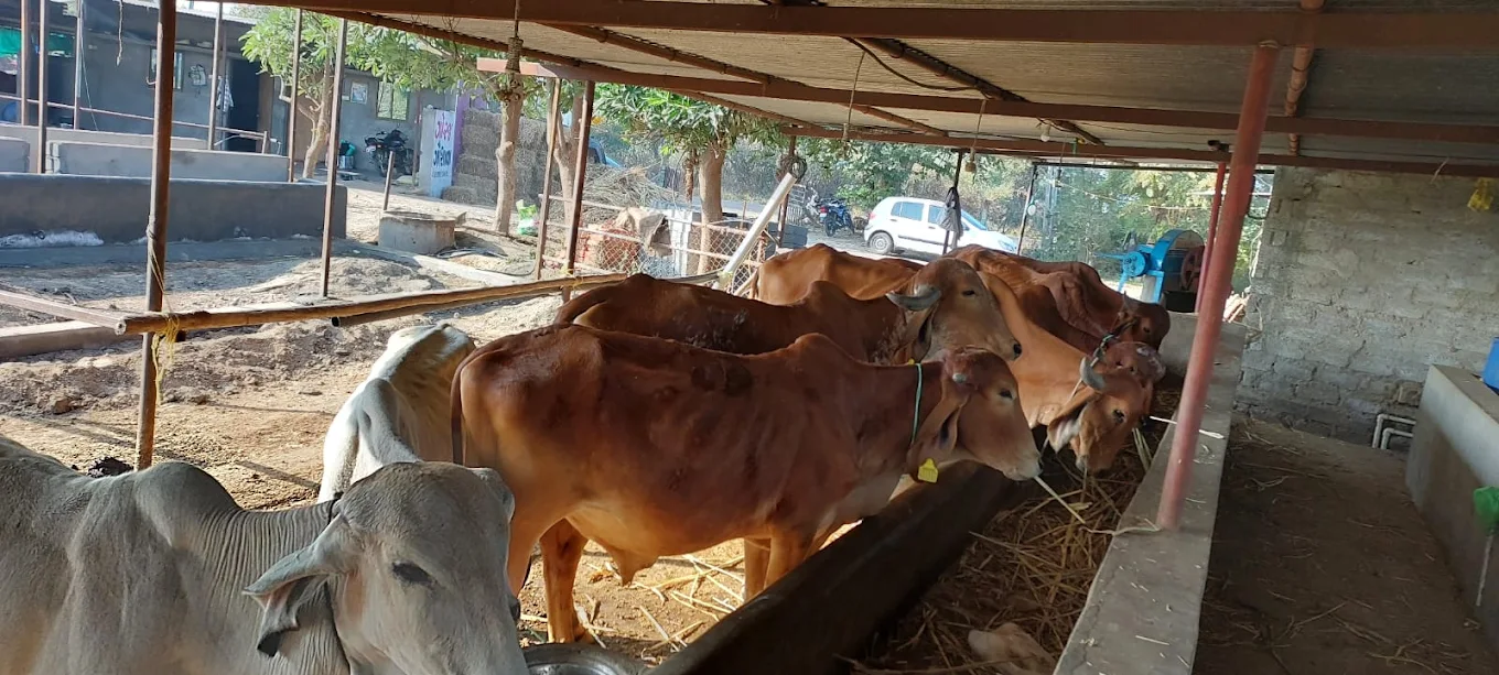 Gir Cows